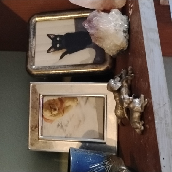 Dogs Pewter Golden retriever - Picture 5 of 5